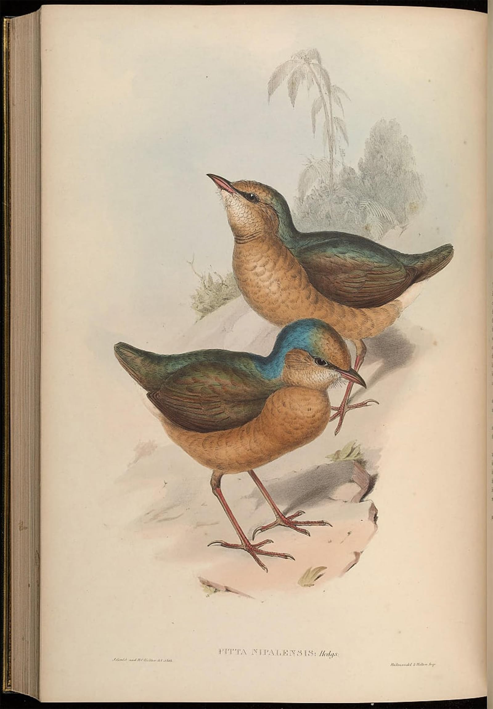 POSTERIIk Vintage Print Pop Art Landscape Artwork Animal Bird Pitta Nipalensis Hydrornis Nipalensis by John Gould Art Prints for Office Home Decor 60x90cm
