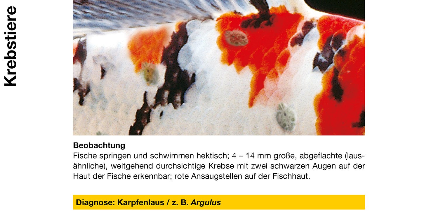 Sera 43081 Med Professional Argulol 100ml für 20.000 Liter - Arzneimittel gegen parasitische Krebstiere