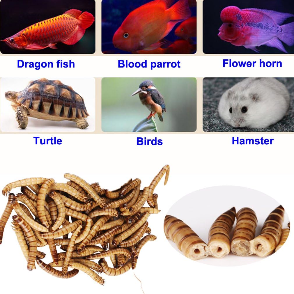 Fresh Dried Mealworms Bulk High-Protein Mealworms Treats for Reptile, Bird, Chicken, Fish Food (420g)