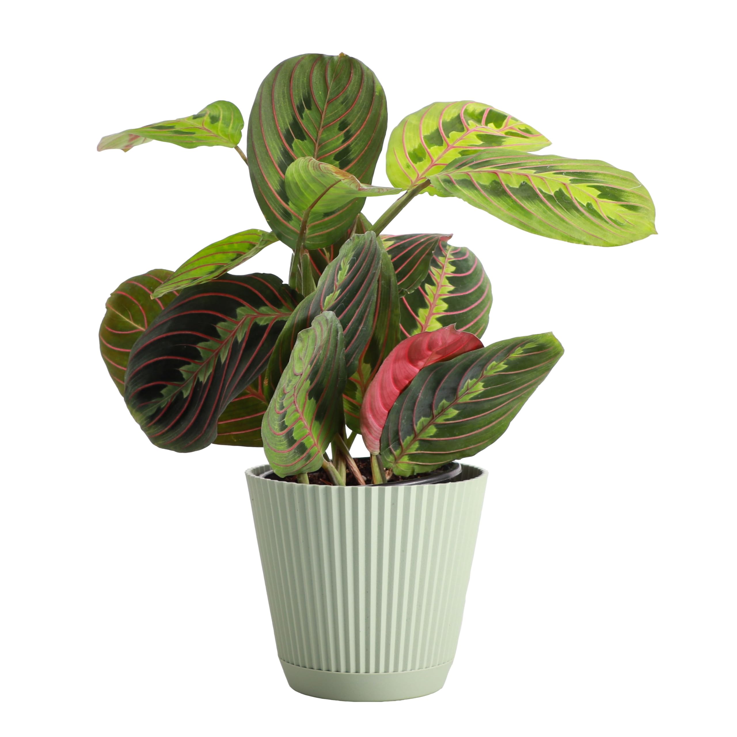 Thorsen's Red Prayer Plant