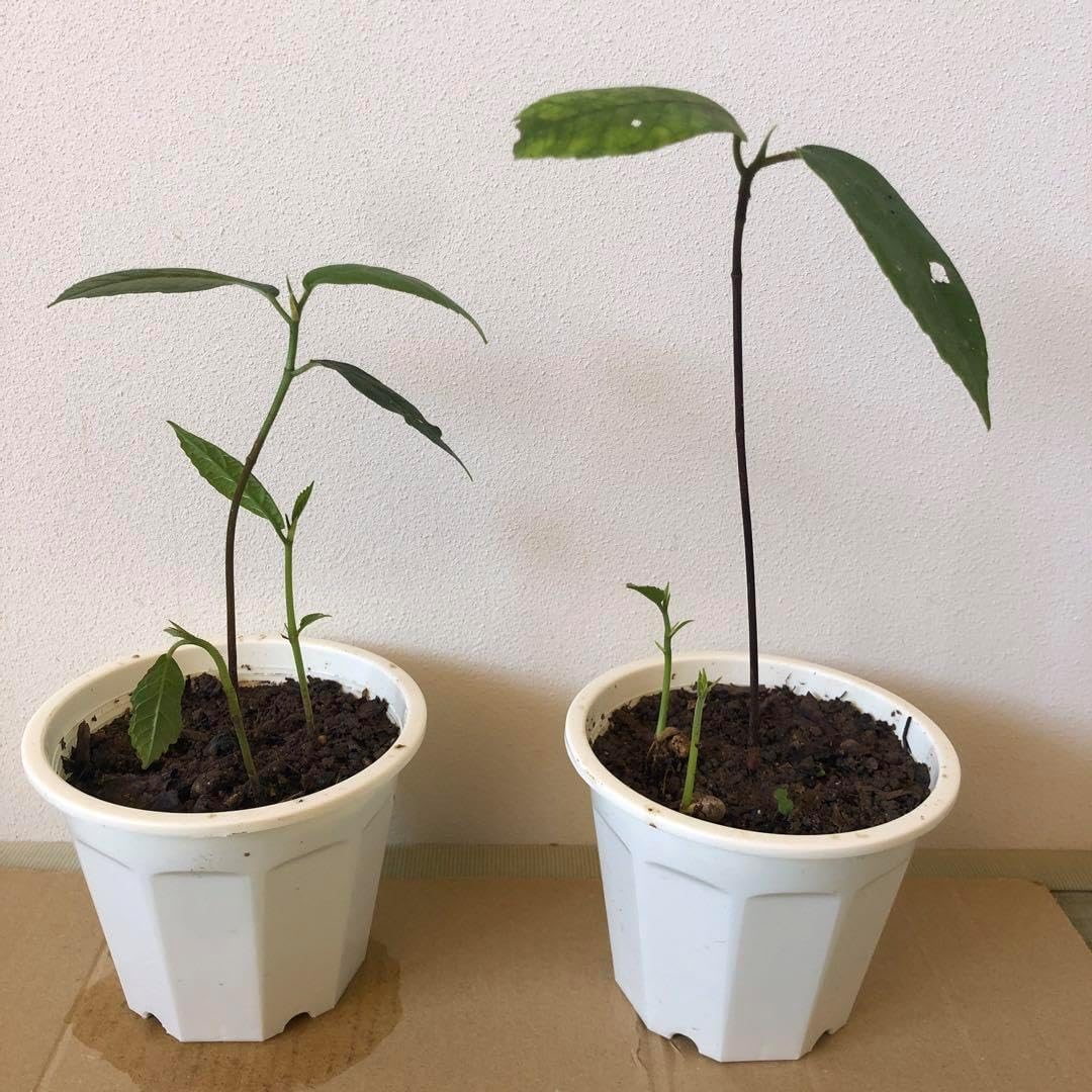 ケレダン苗 Keledang Artocarpus lanceifolius Keledang Fruit