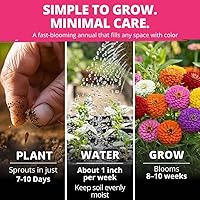 Vista 69 de HOME GROWN Semillas de diente de león para plantar 600 semillas de hierbas medicinales tradicionales (~ 0.01 oz) sin OMG cultivan hojas y flores