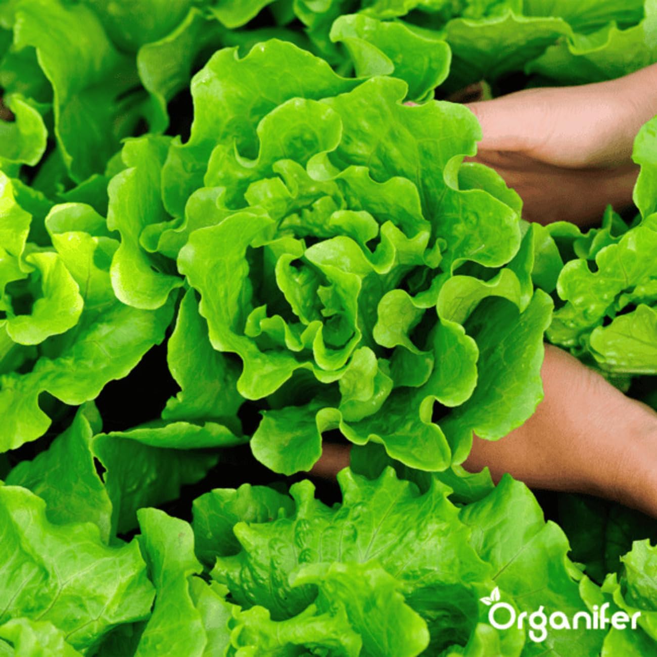 Concentrado De Suelo - 10L - 10000m2 | Cuidado Del Suelo - Tratamiento Ecológico - Solución No Tóxica - Fertilizante Para Jardín - Organifer