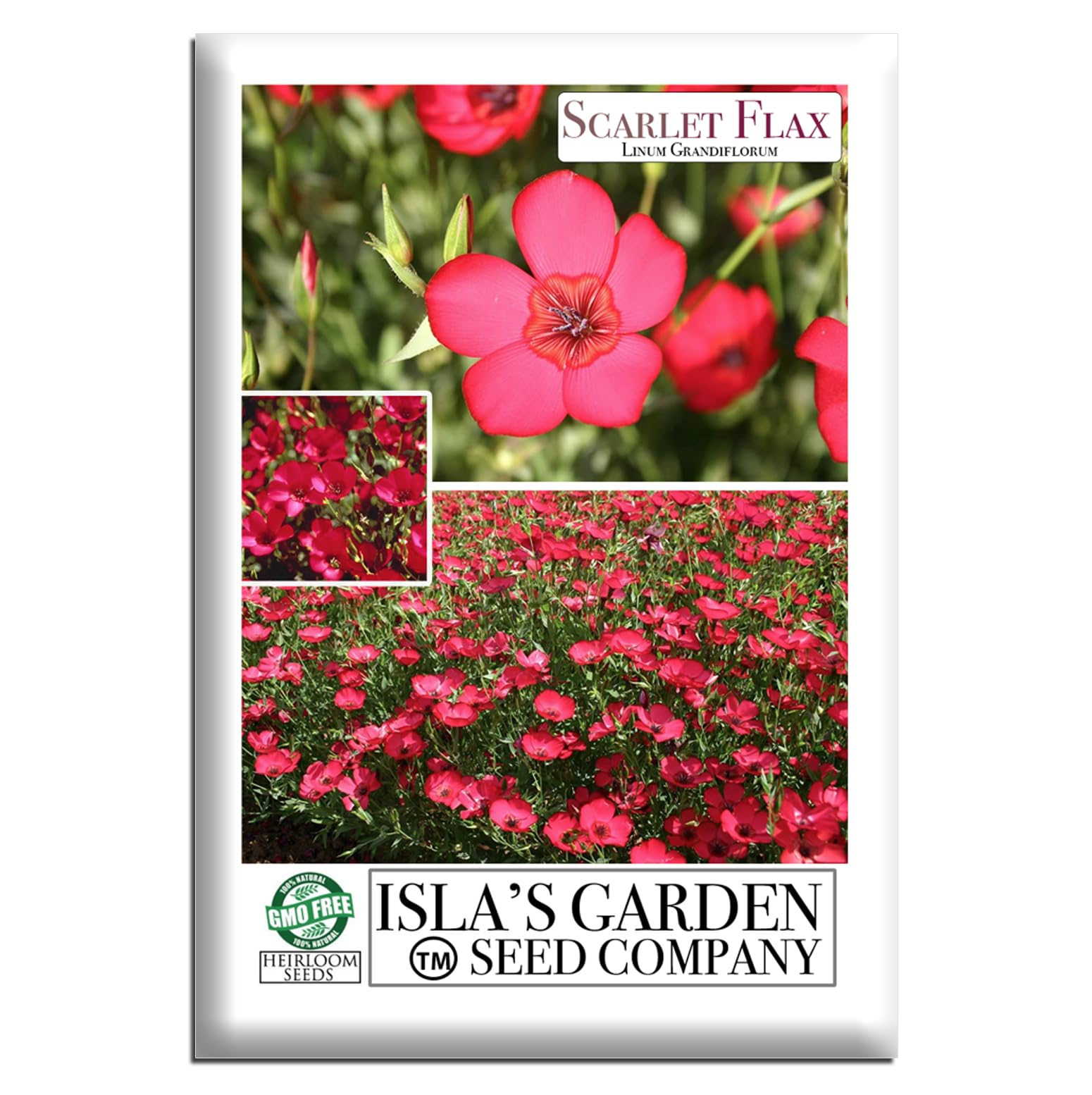Amazon.com : Scarlet Flax Flower Seeds (Linum grandiflorum) – 150+