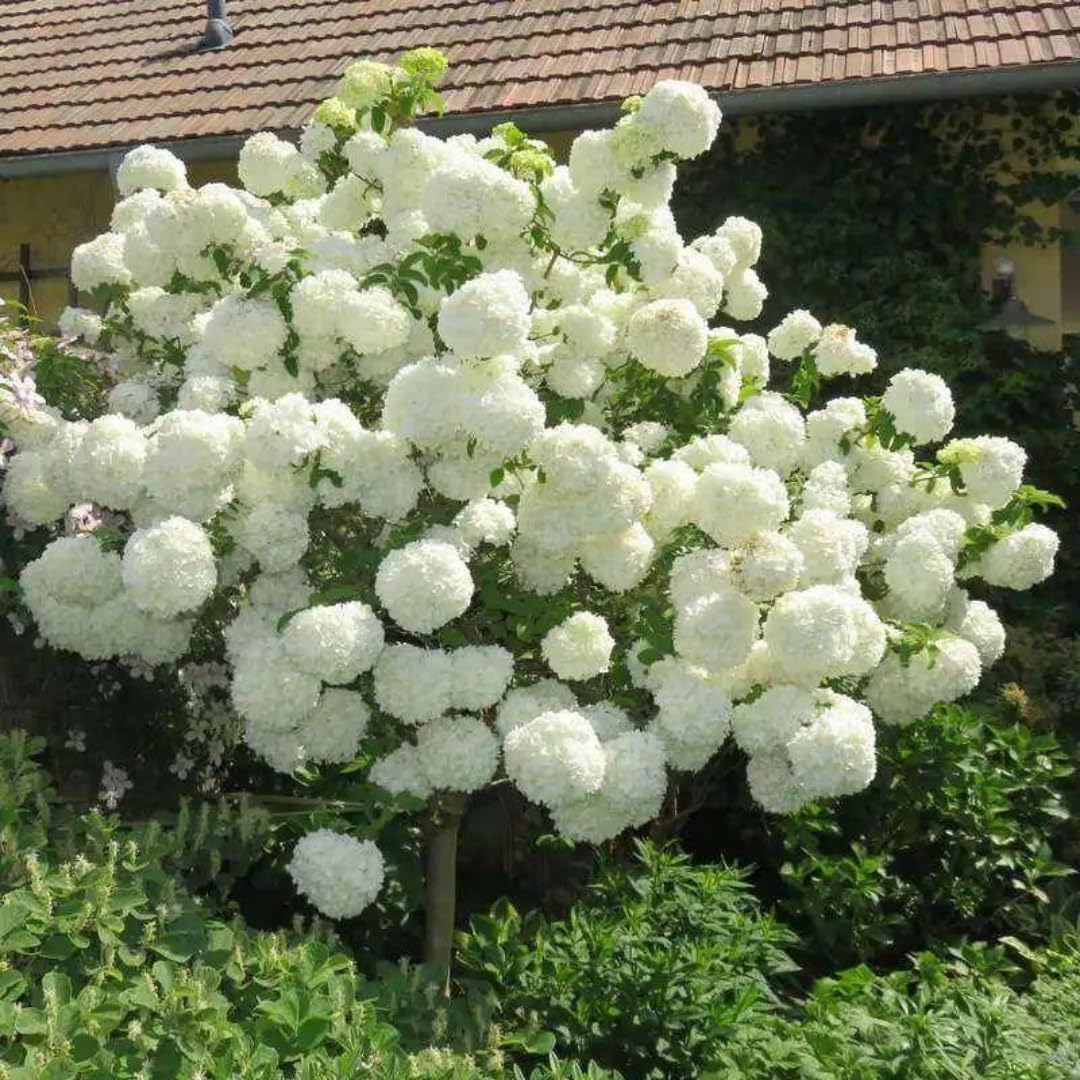 White Hydrangea Bush Plant Tree Live Flowering Shrub Hardy Starter Plant Size 5 to 11 Inches in Tall, White Color Blooms, Domant, Winter Hardy