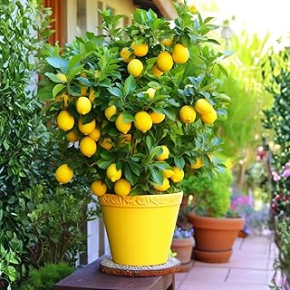 Dwarf Meyer Lemon Tree, Sweet, High Yielding Citrus Tree, 2-3 Feet Tall ...