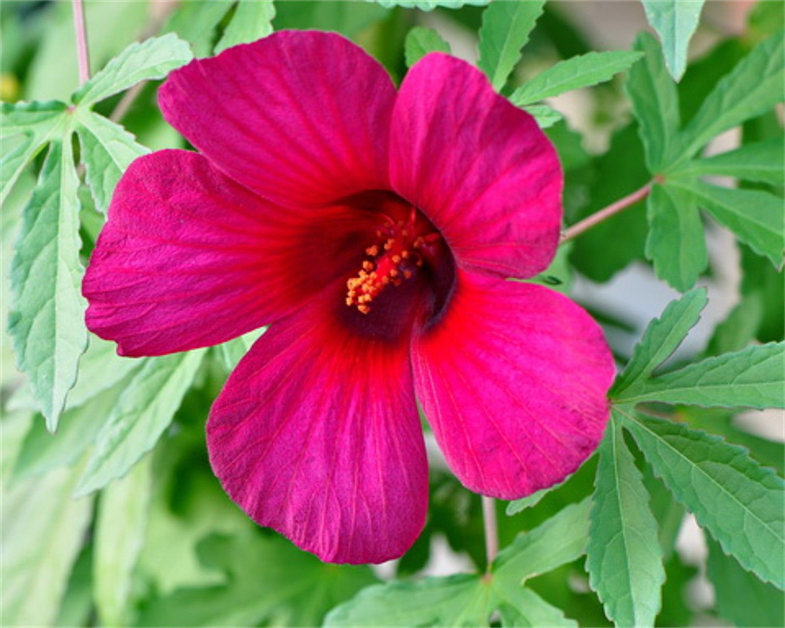Portal Cool Hibiscus radiatus 15 Semi, Monarch Rosemallow, perenni giardino Fiori