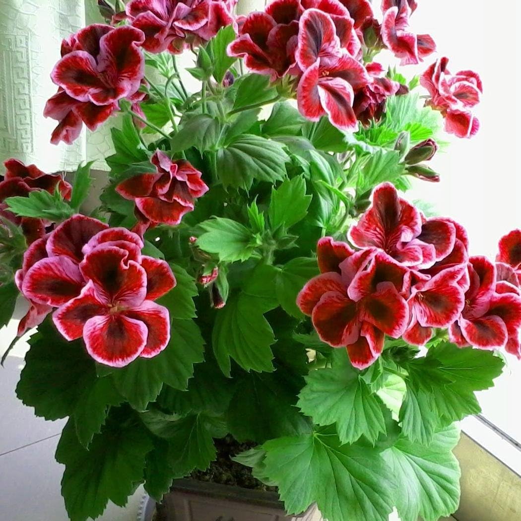 Carsge Garden - 50 pcs Multi Color Geranium Seeds Pelargonium Double Geranium Seeds Flower Seeds Bonsai Seeds