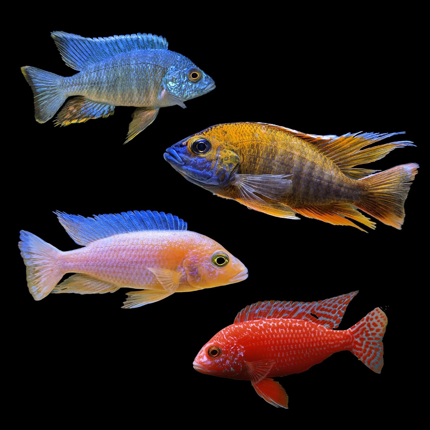 All Male Peacock Cichlid Package (Aulonocara spp.) 3-4" (3)