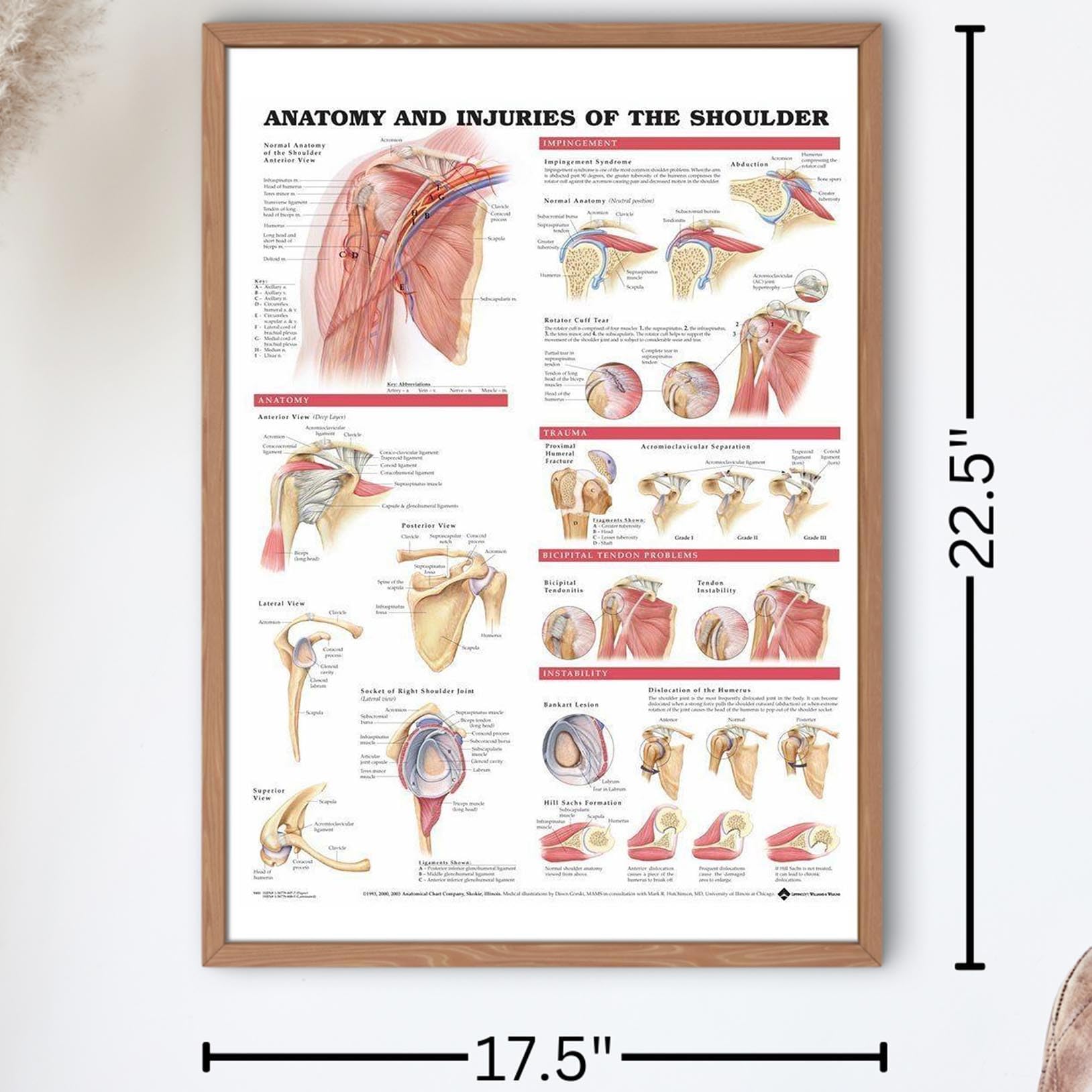 Anatomical Chart Company - Wolters Kluwer