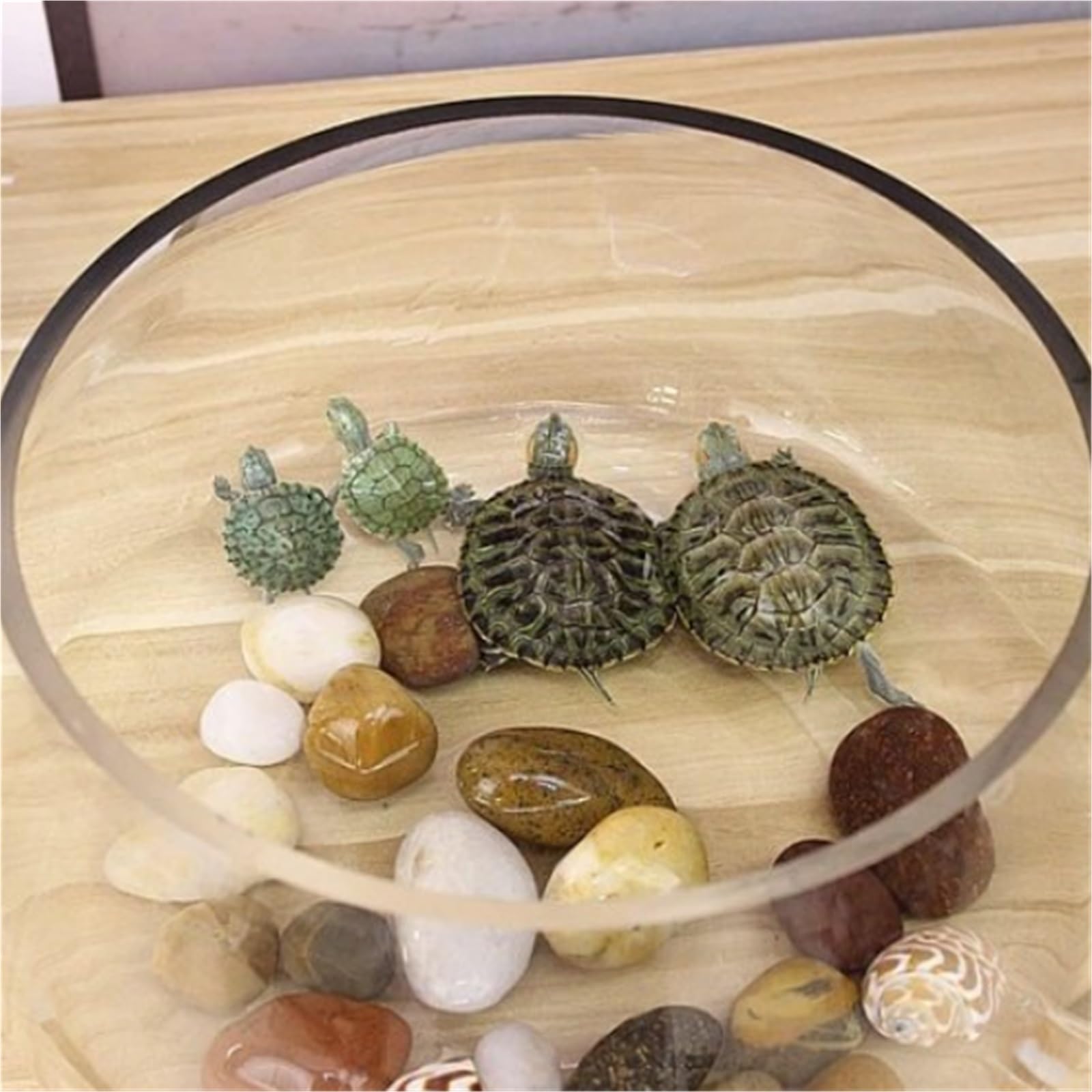 Siedlisko terrarium Szklany, okrągły, przezroczysty, mały słoik z żółwiem na biurko Terrarium akwariowe(Duży)