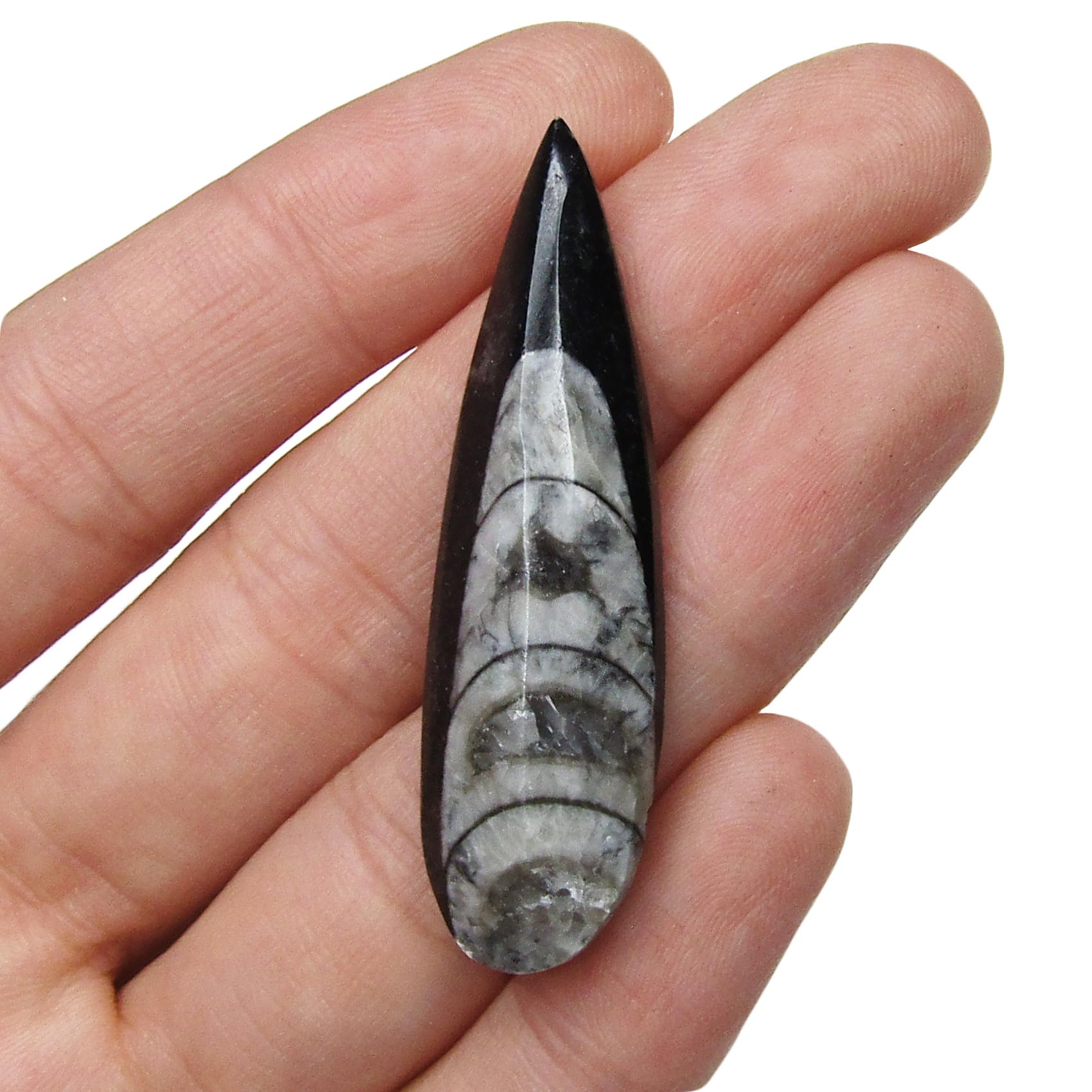 BicBugs Orthoceras cephalopod fossil extinct marine specimen 400 million years old (~2in)