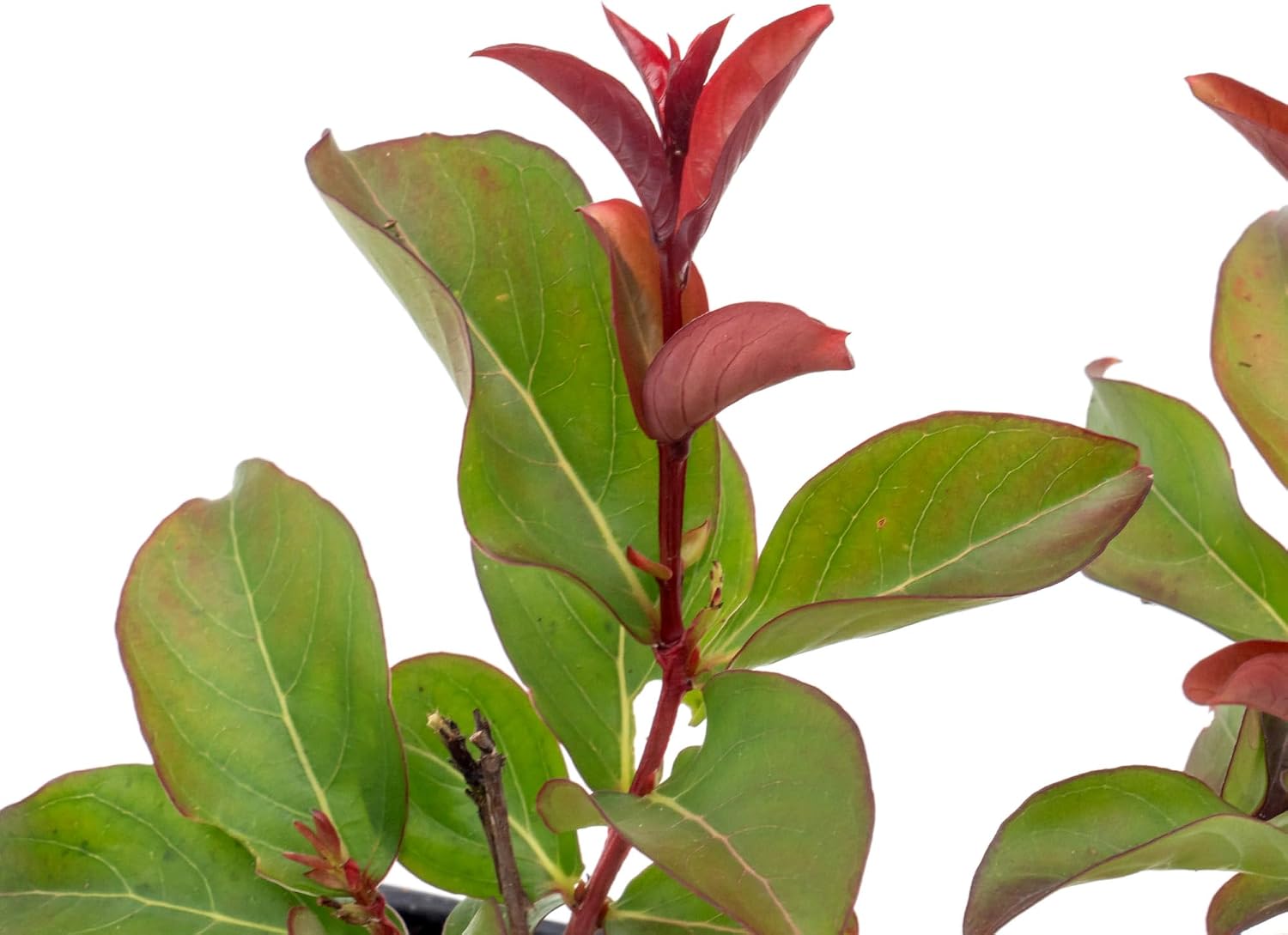 2 Red Rocket Crepe Myrtle, Live Plants (Lagerstroemia Indica) – Vibrant Red Blooms, Thriving in 2.5” Nursery Cubes