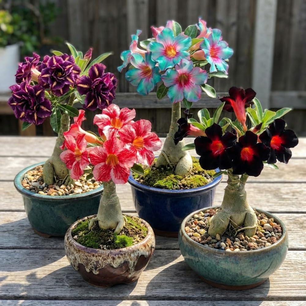 2 Mixed Desert Rose Plants Live, Adenium Obesum Desert Rose 4-8" Tall, Succulent Live Plants for Indoor Outdoor Spring Planting