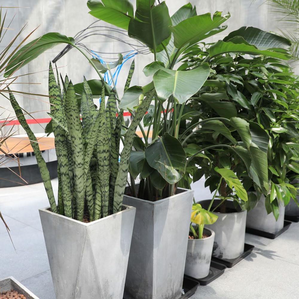 Semi Di Cotone 50 Pezzi - Piante Rare Per Decorazione Interna Ed Esterna - Foto 12