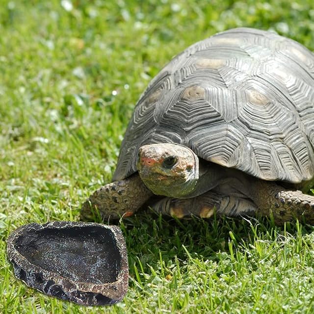 Foto 8 de 8 de Juego de 2 cuencos de comida y agua para reptiles de resina