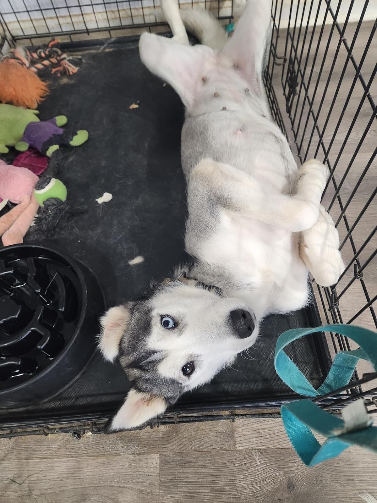 Dog Probiotics Digestive Enzymes - 120 Soft Chews