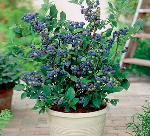 Miniatura 3 de Más de 50 semillas de arándanos Plantas de reliquia Semillas de bayas Home Garden Bonsai