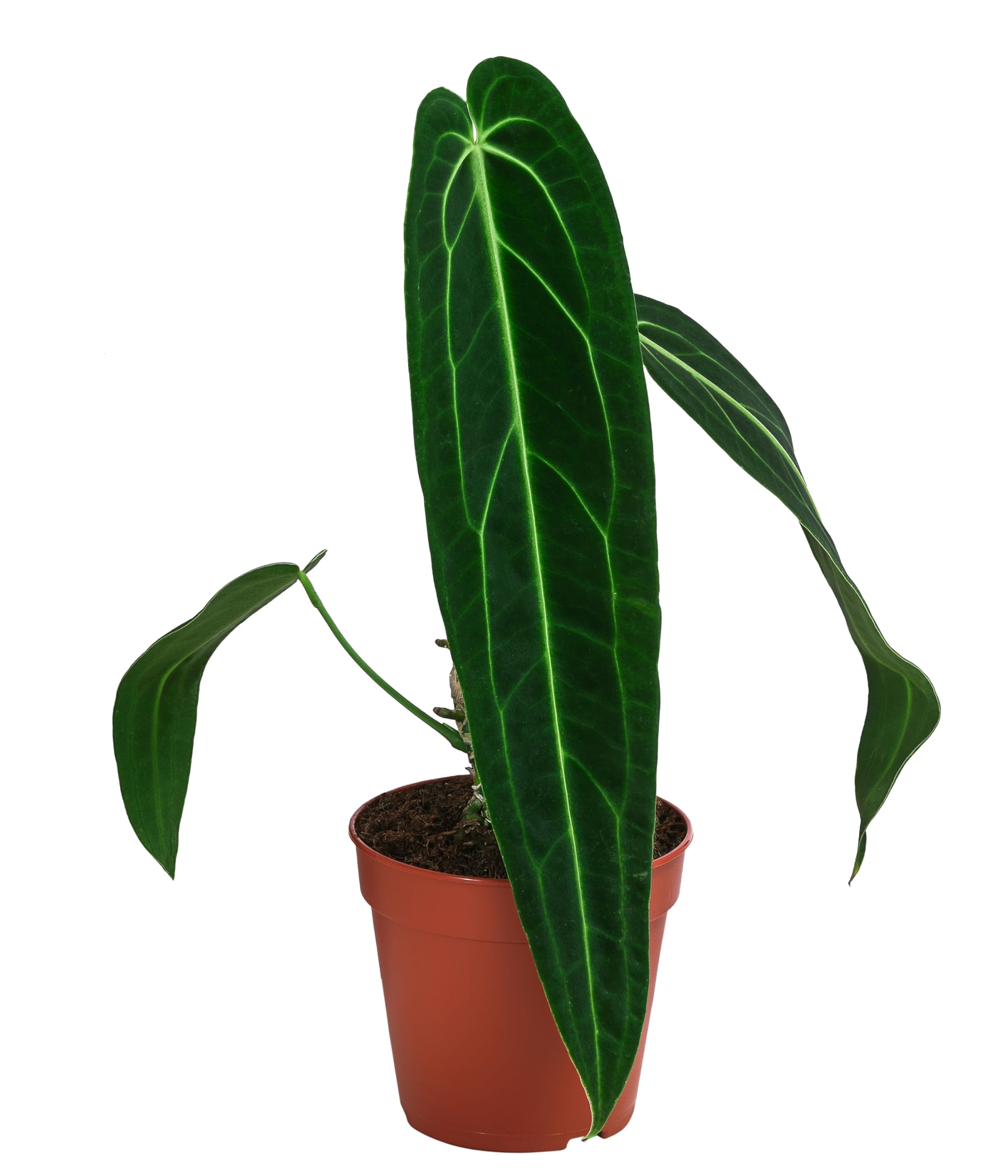 Dehner Zimmerpflanze Herzblattblume Queen Anthurium