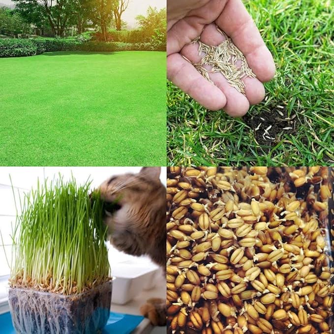 Lawn grass (Bermuda) 2000 seeds, Get Cat grass/Wheat grass 2000 seeds