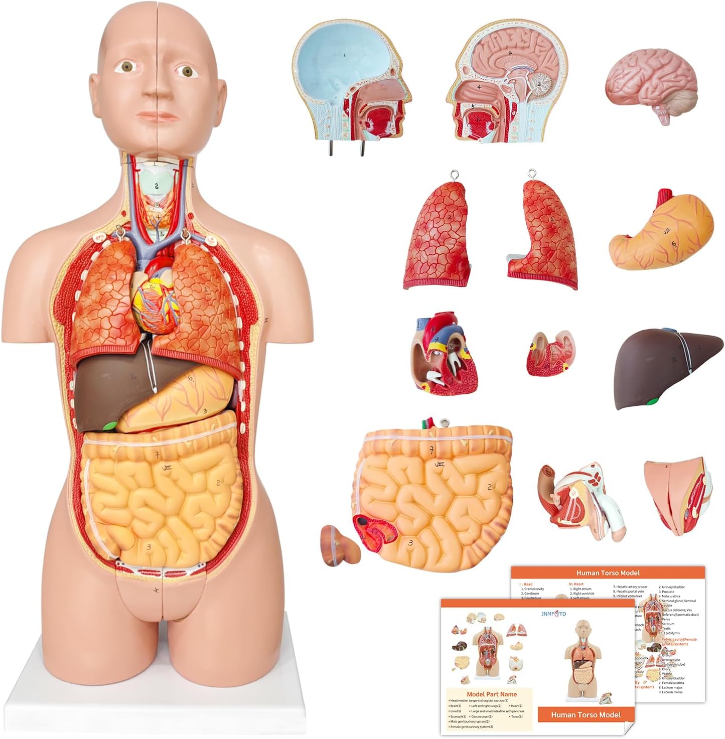 JNMFTD Human Torso Anatomy Model 17", 16 Part Dual-Sex Body Removable Model with Heart Brain Visceral Organ Muscular Layers Vessels Nerves Include Product Manual Card for Medical Scientific Education