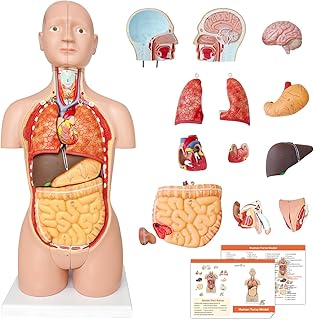 JNMFTD Human Torso Anatomy Model 17", 16 Part Dual-Sex Body Removable Model with Heart Brain Visceral Organ Muscular Layers Vessels Nerves Include Product Manual Card for Medical Scientific Education
