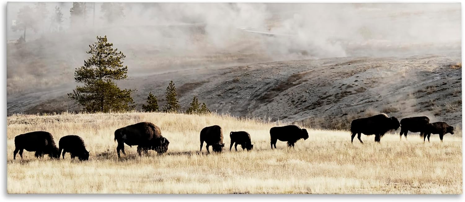 Stupell Industries 'Grazing Bison Foggy Countryside', Canvas Art, 24 x 10 Inches, Easy to Hang and Sturdy, Made in USA, by Danita Delimont