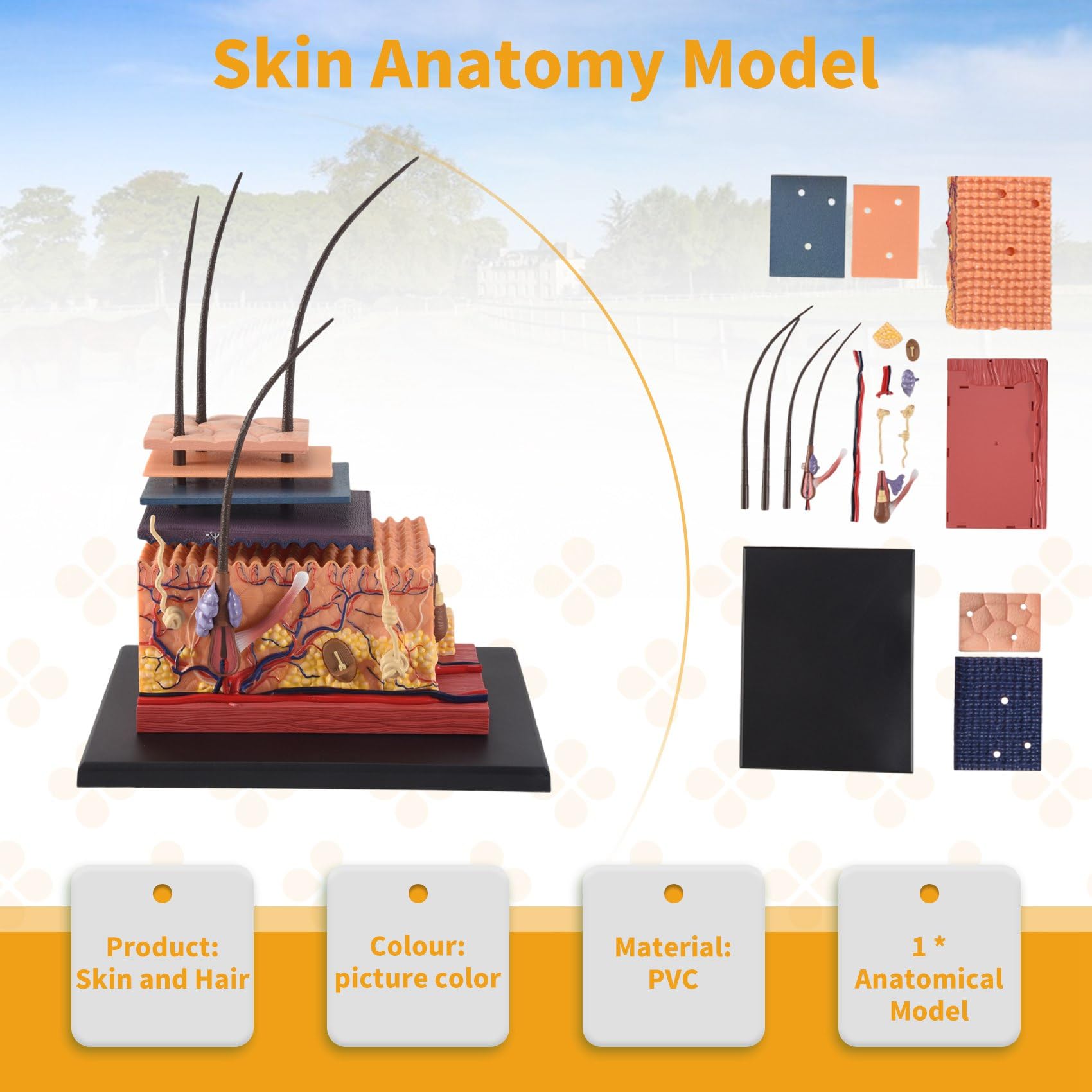 Modello anatomico 4D Pelle, Pelle umana & Hair Organ Anatomy, Puzzle Modello Educativo Scienza Modello Anatomico Assemblare Per L'insegnamento Medico