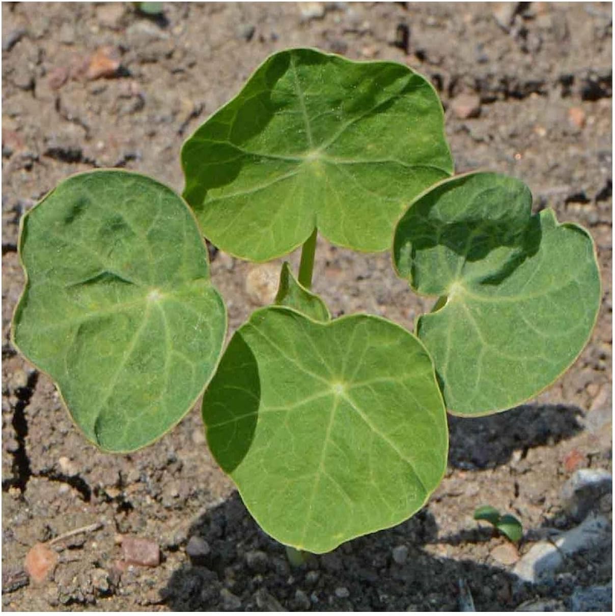 Everwilde Farms - 1 Lb Whirleybird Mix Nasturtium Wildflower Seeds - Gold Vault