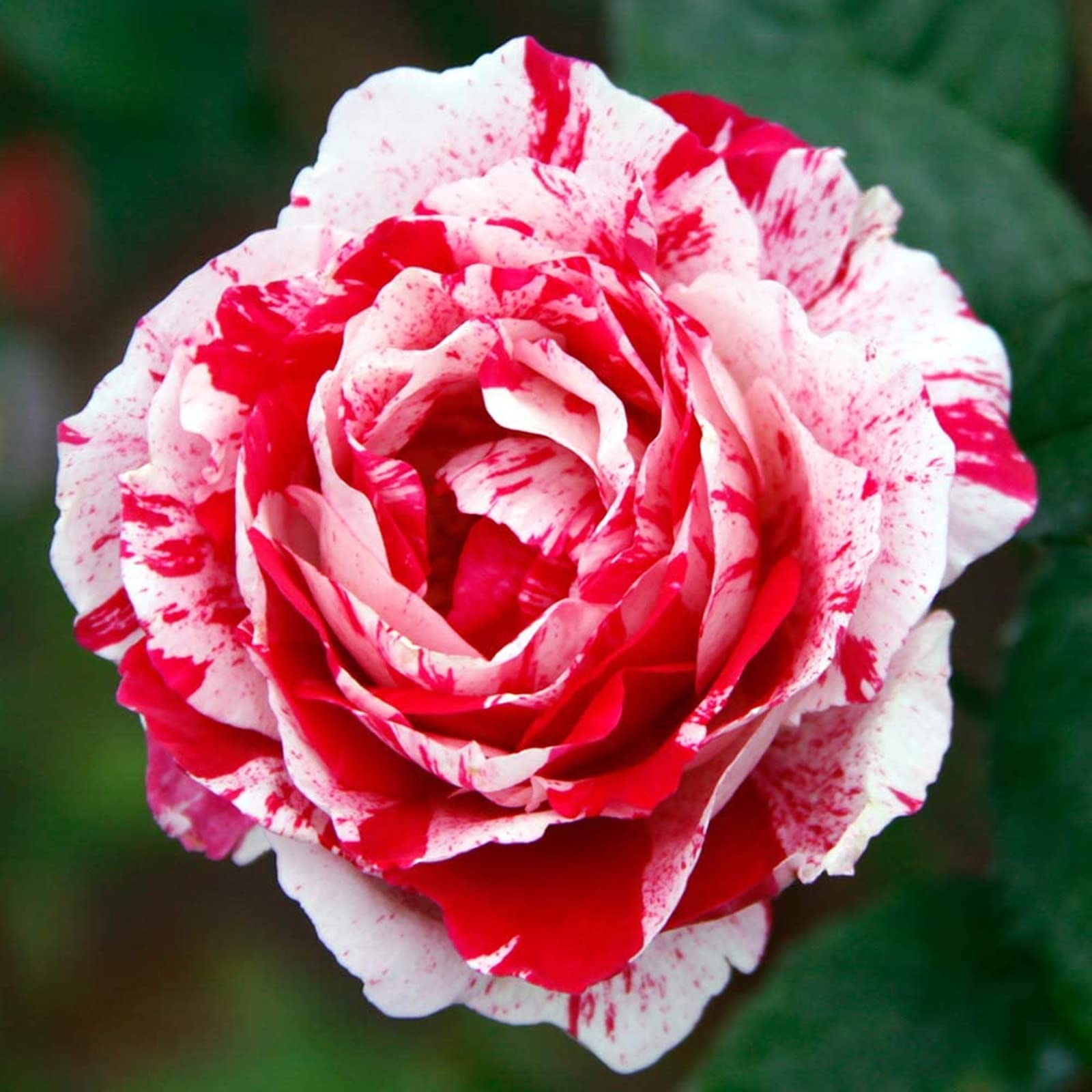 Rose Bulbs Now UK, Strong Plant, Excellent Display, Rare Plants, Mix Greening Flower, Easy Plant, for Containers, Natural Organic, 5bulbs-g