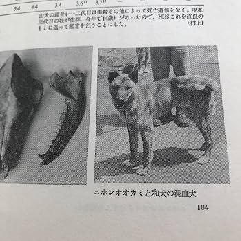 Amazon.co.jp: ニホンオオカミを追う 本 狼 日本犬 紀州犬 資料 猪