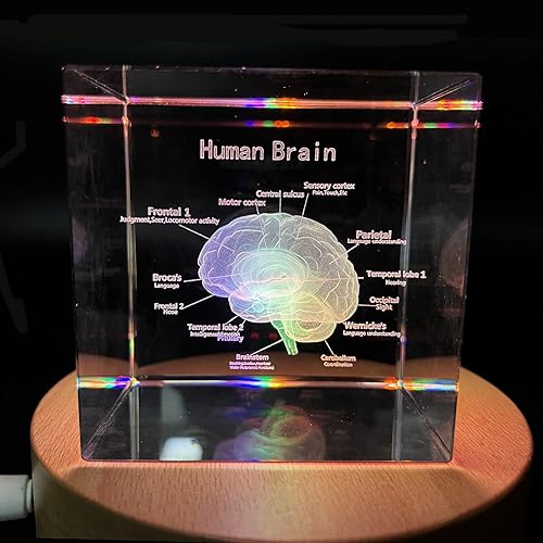 Miniatura 2 de Cerebro humano 3D con etiquetas modelo anatómico pisapapeles (grabado con láser) en cubo de cristal de cristal regalo de ciencia (base LED incluida)
