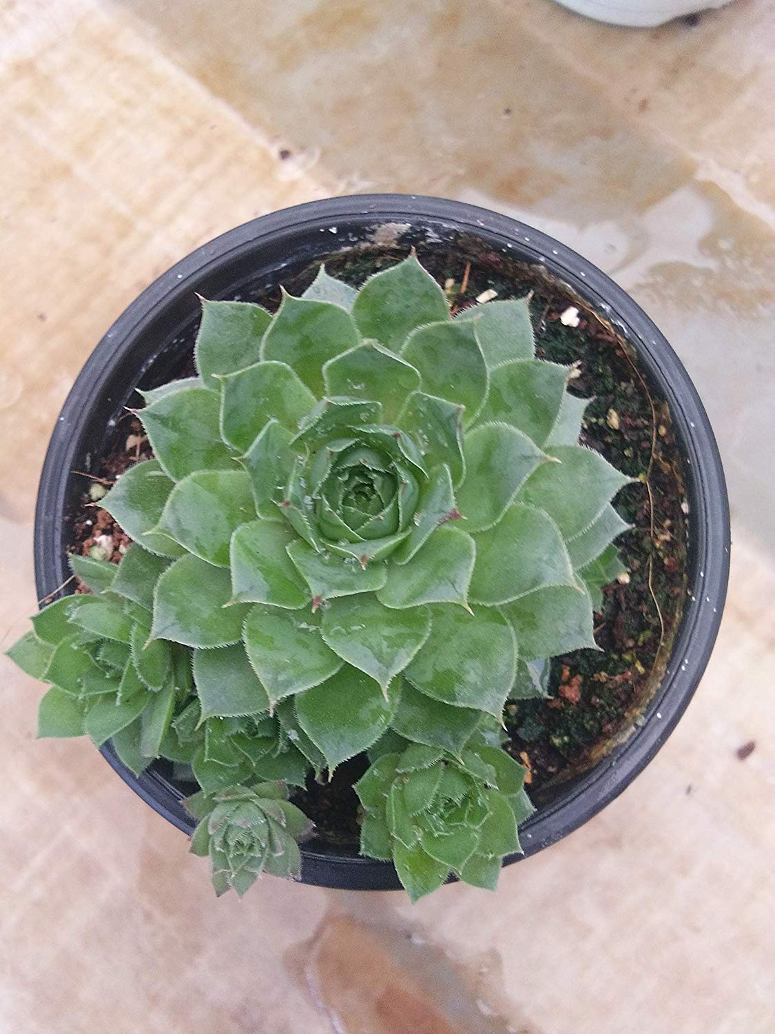 Cappl Macro Echeveria Stock Sempervivum With Plastic Pot