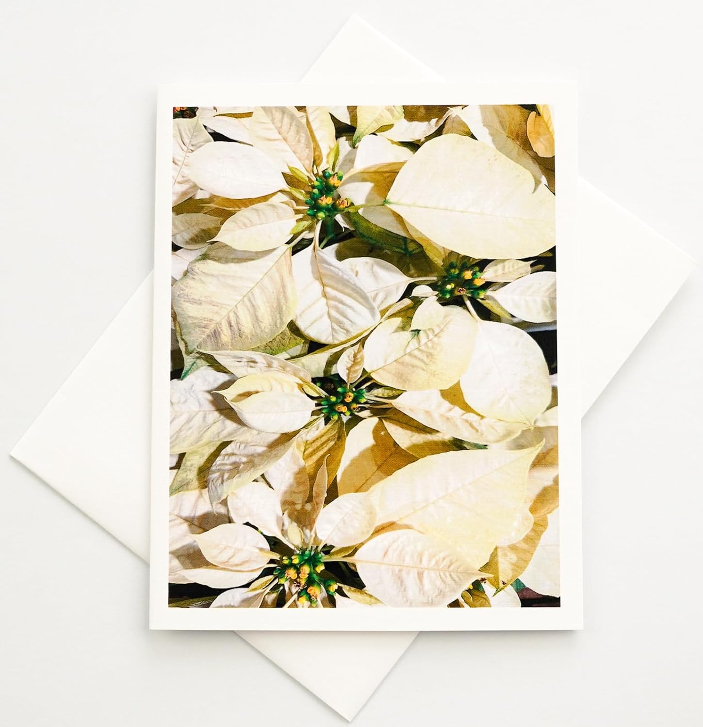 Blooming Flowers - White Poinsettias - Photographic High-End Linen Note Cards 24 w/26 Matching Envelopes, Boxed Set (4.25"x 5.50") Blank Inside - Made in USA