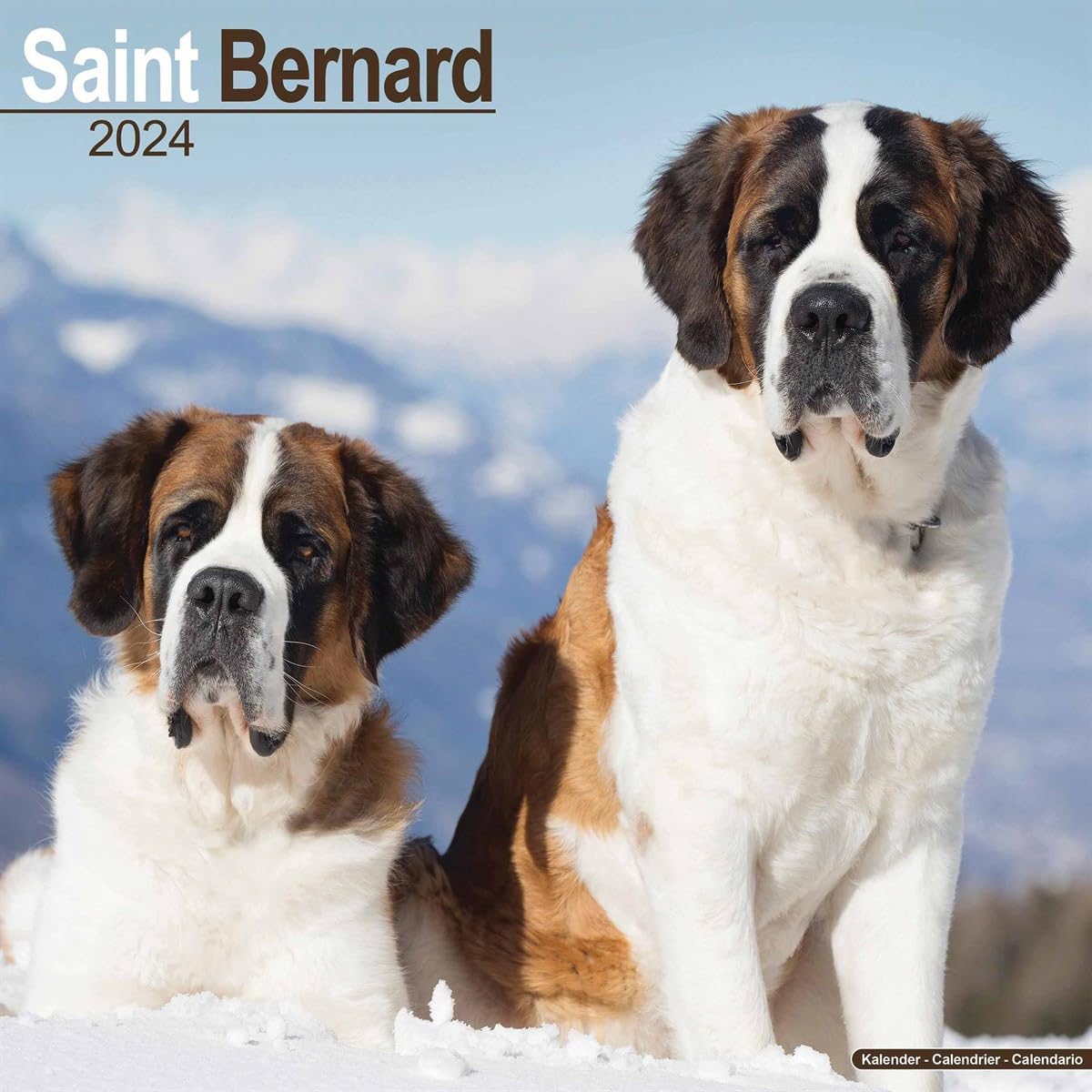 Saint Bernard Calendar 2024 | Square Dog Breed Wall Calendar - 16 Month