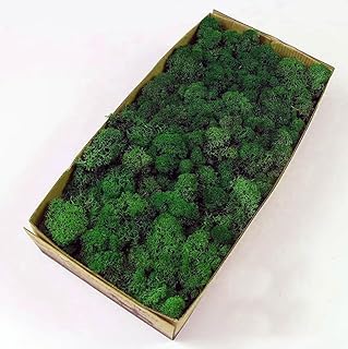 A variety pack of preserved moss, showing green sheet moss, reindeer moss, and Spanish moss.