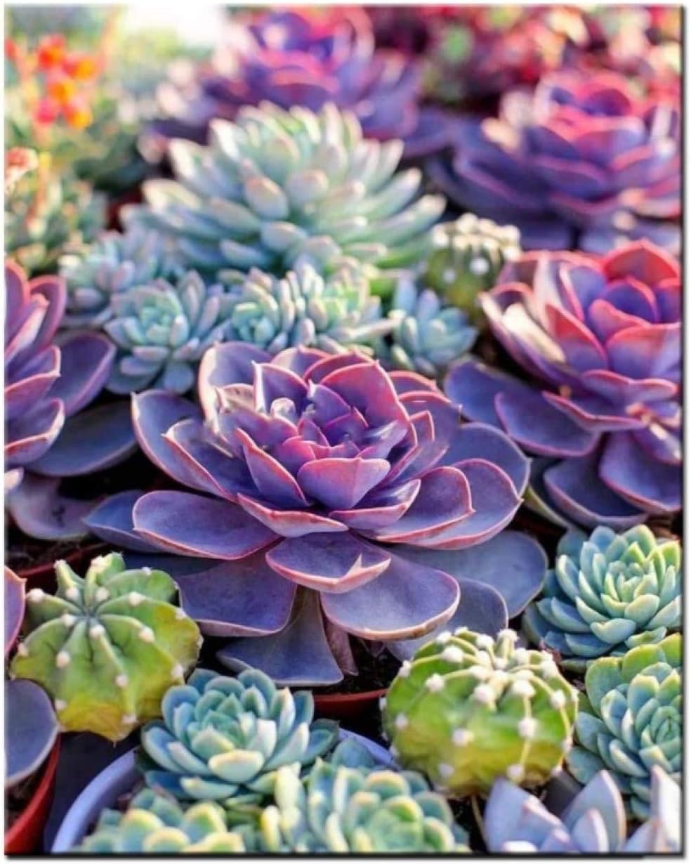 DIY Paint by Numbers Kit for Adults - Succulent Plant| Paint by Number Kit On Canvas for Beginners | Home Wall Decor | Pre-Printed Art-Quality Canvas 20” x 16”, 3 Brushes, 20 Acrylic Paints