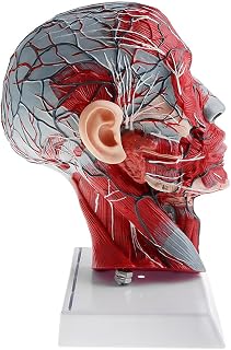 P Prettyia Anatomical Human Sagittal Plane Half Head and Face Anatomy Brain Neck Median Section Model Lab Demonstration Model