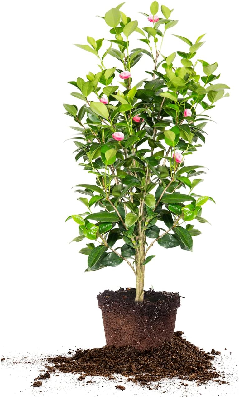 Perfect Plants Pink Perfection Camellia Bush 3 Gallon | Live Shrub for Outdoor Planting | Evergreen Foliage Stays Green All Year Long | Beautiful Pink Flowers in Spring