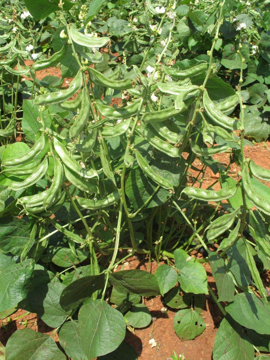 Golden Hills Farm hybrid Dolichos Beans 50+ seeds (B096ST4CT2) Amazon Price History, Amazon Price Tracker