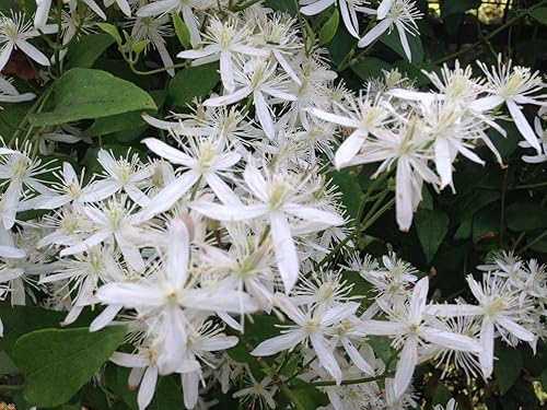 1220-Confederate Jasmine Vine (Trachelospermum) Seeds por Robsrareandgiantseeds UPC0764425789031 Sin OMG, orgánico, cultivador estadounidense,