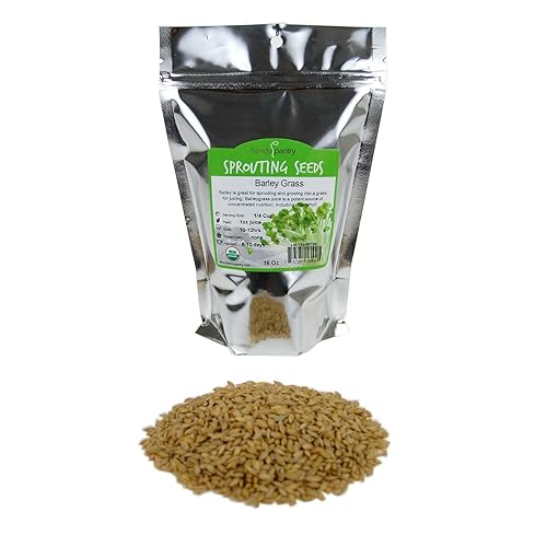 Semillas de cebada orgánica, semillas integrales de cebada (cáscara intacta), hierba decorativa de cebada, jugos, granos para fabricación de