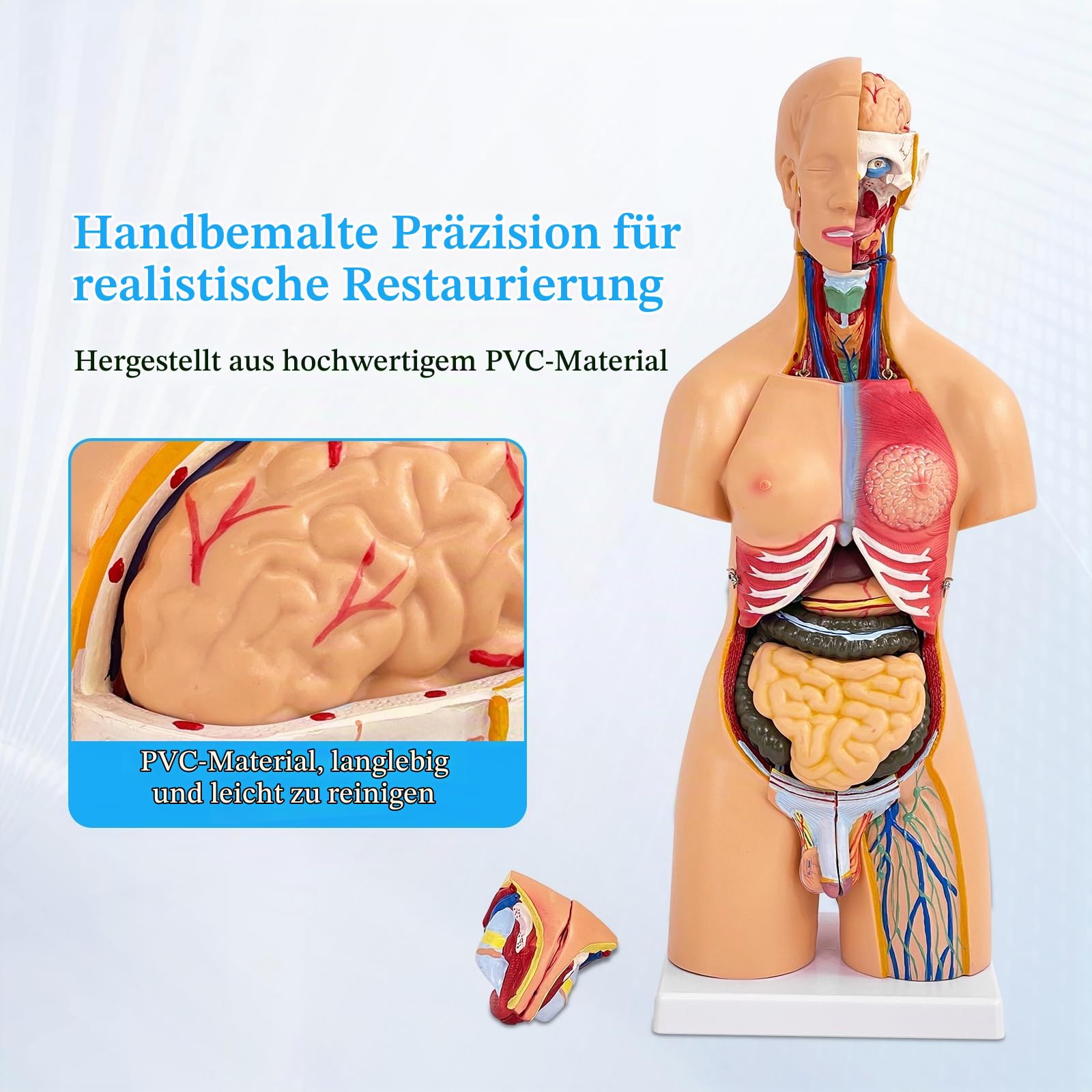 55cm Unisex Torso Anatomie Modell PVC Menschlicher Körper Modell Anatomie Modell Torso mit 21 Abnehmbaren Inneren Organen, Für Schule Unterricht Lernen