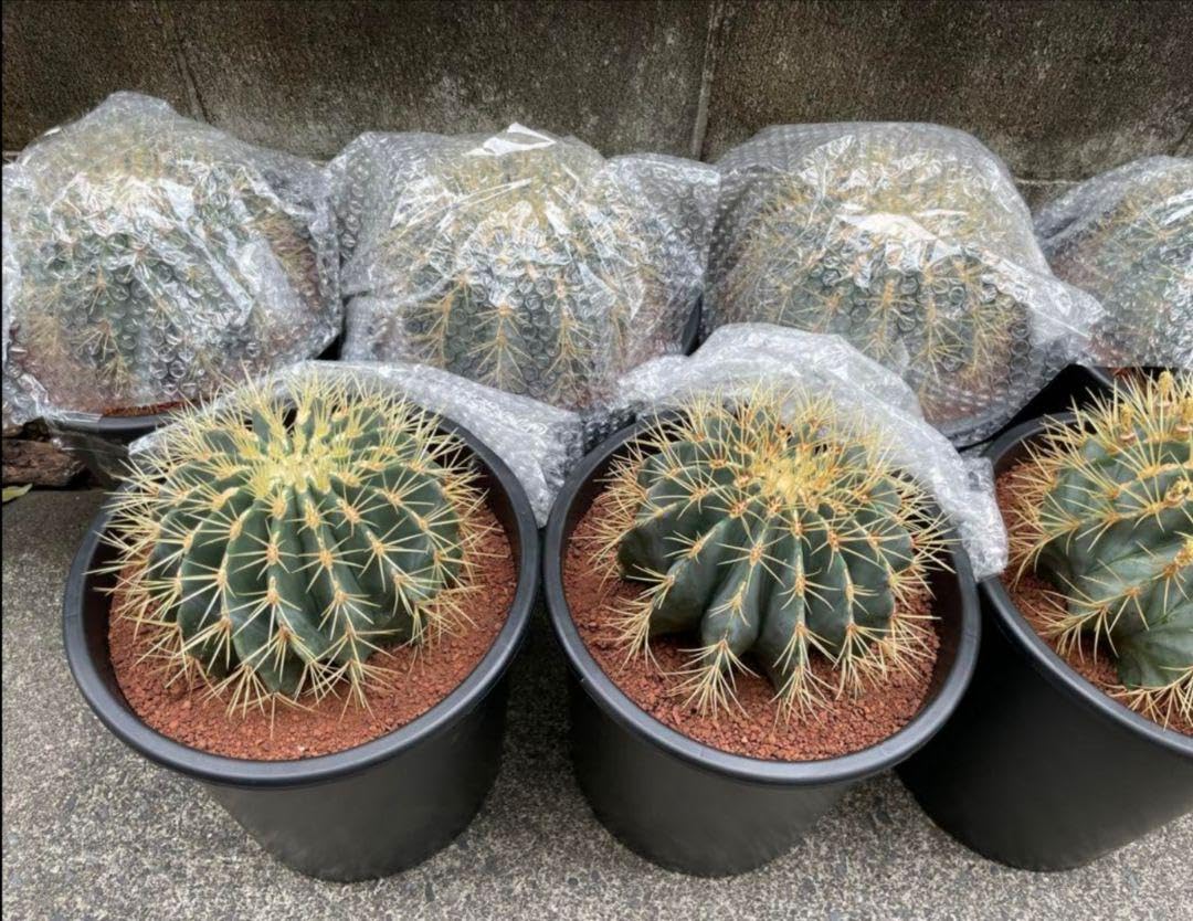 サボテン 王冠竜 8号 希少品 ビッグサイズ 本物 観葉植物 アガベ Amazon.co.jp: サボテン 王冠竜 8号 希少品 ビッグサイズ 本物
