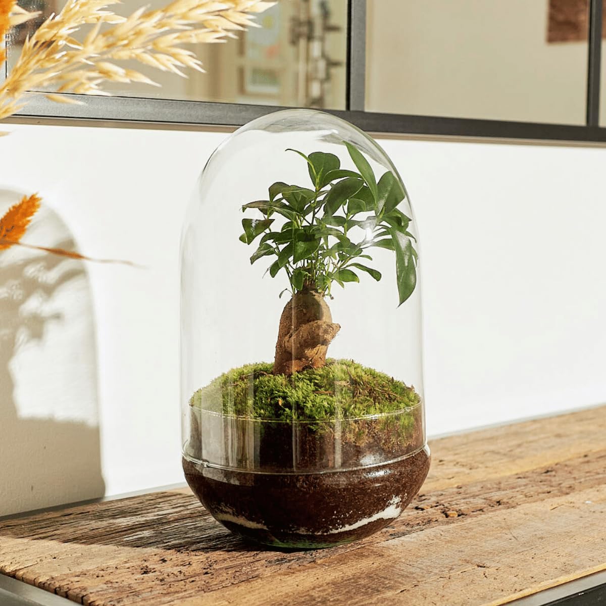 Terrario Plantas Cristal - Cúpula con Ficus Ginseng | Jardin Eterno en Cristal o Ecosistema Cerrado | Ideal para Decoración Hogar | Terrarios Autónomos | Mediano, 30 cm x 19 cm