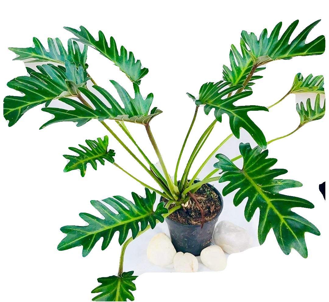 Pots & Plants Philodendron Xanadu (Large Size) Natural Live Plant in Pot (B08XNSTSB6) Amazon Price History, Amazon Price Tracker