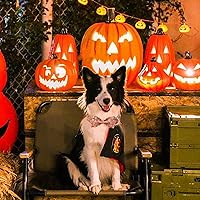 Vista 78 de Maca Bates Fall Maple Leaf Dog Collar with Sailor Bow Tie for Extra Small Girl,Boy,Autumn Foliage Puppy Collars with Bowtie Breakaway Adjustable