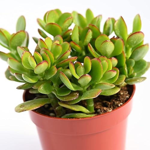Miniatura 3 de Planta suculenta de jade vivo – Crassula Ovata Jade Suculenta – Suculenta de jade totalmente arraigada de 4 pulgadas