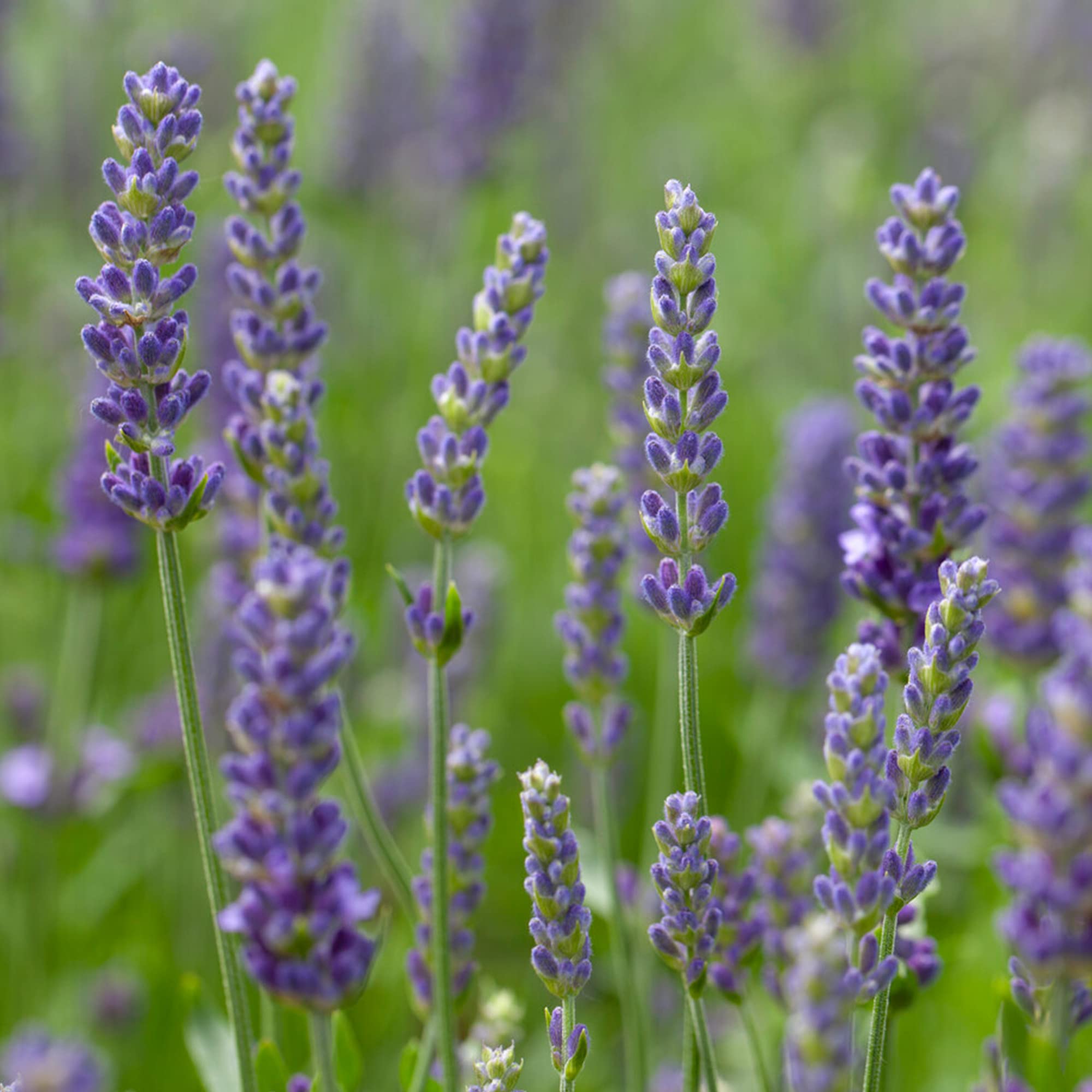 Lavender Blue Spear - Fully Hardy Tall Summer Flowering Evergreen Scented Outdoor Kitchen Garden Herb Plant (8cm Pot, 5-15cm)