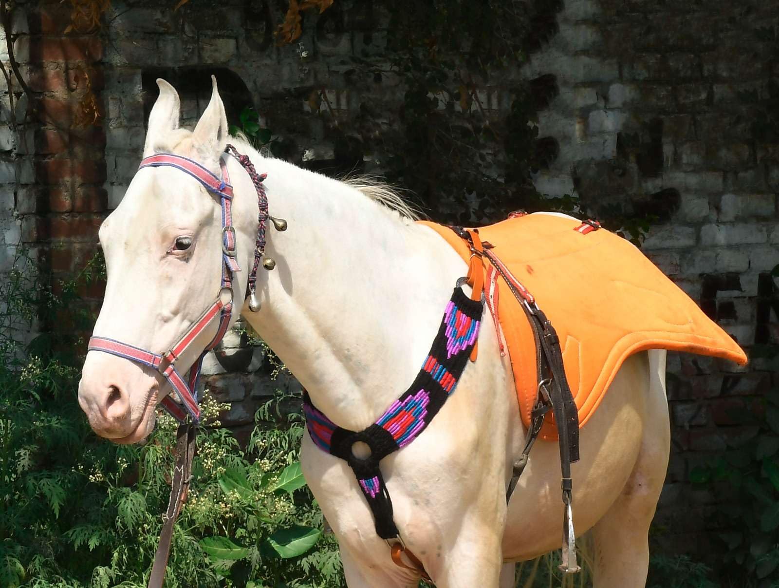 Cheval's International Collar de pecho de lana hecho a mano con mohair occidental para accesorios de equitación (Multicolor_Full_Design4)